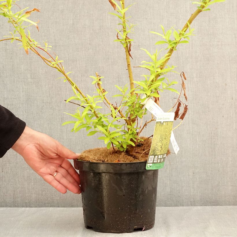 Esemplare di Salix sachalinensis Golden Sunshine - Salice dorato Vaso da 4L/5L come consegnato in autunno