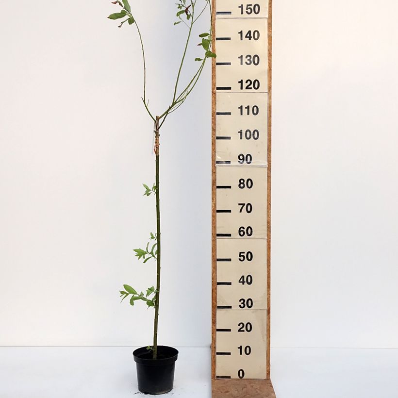 Esemplare di Saule Griffe de Loup - Salix gracilistyla Melanostachys Pot de 3L/4L, Tige come consegnato in autunno