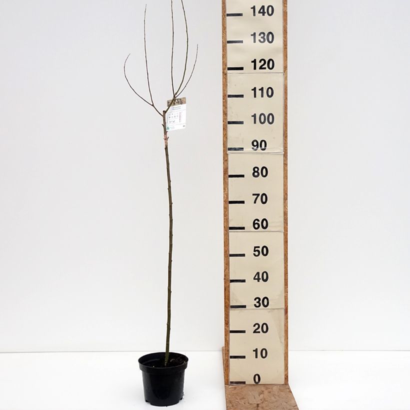 Salix gracilistyla Melanostachys Vaso da 3L/4L, Vaso impalcato esemplare consegnato in inverno