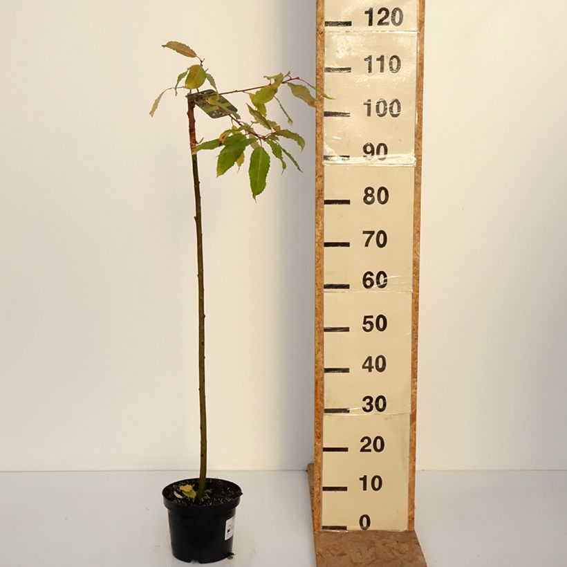 Esemplare di Salix caprea Ogon Vaso da 3L/4L, Vaso impalcato come consegnato in autunno