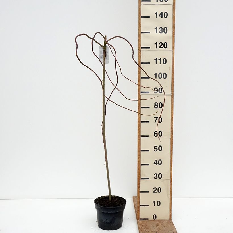 Salix caprea Curly Locks - Salice delle capre piangente Vaso da 4L/5L, Vaso impalcato esemplare consegnato in inverno