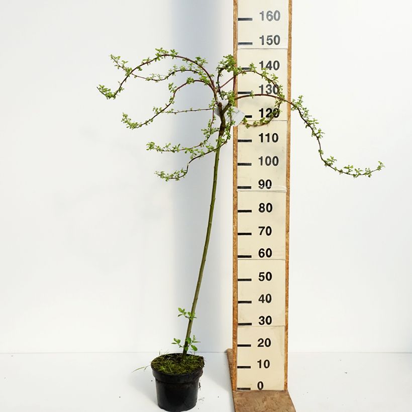 Salix caprea Curly Locks - Salice delle capre piangente Vaso da 4L/5L, Vaso impalcato esemplare consegnato in primavera