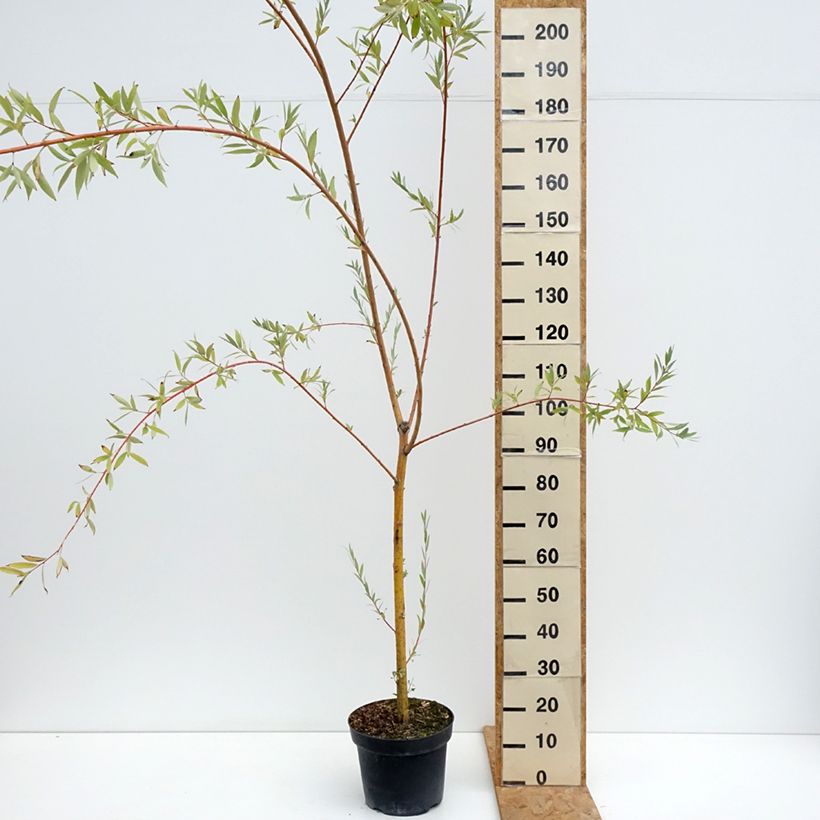 Example of Salix Pamiati Bażowa Vaso da 7,5L/10L as you get in ete
