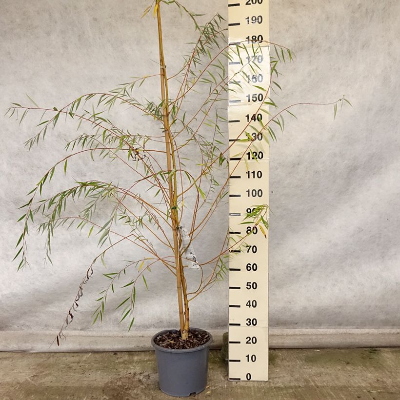 Esemplare di Salix alba Tristis - Salice bianco Vaso da 12L/15L, Astone alto come consegnato in autunno