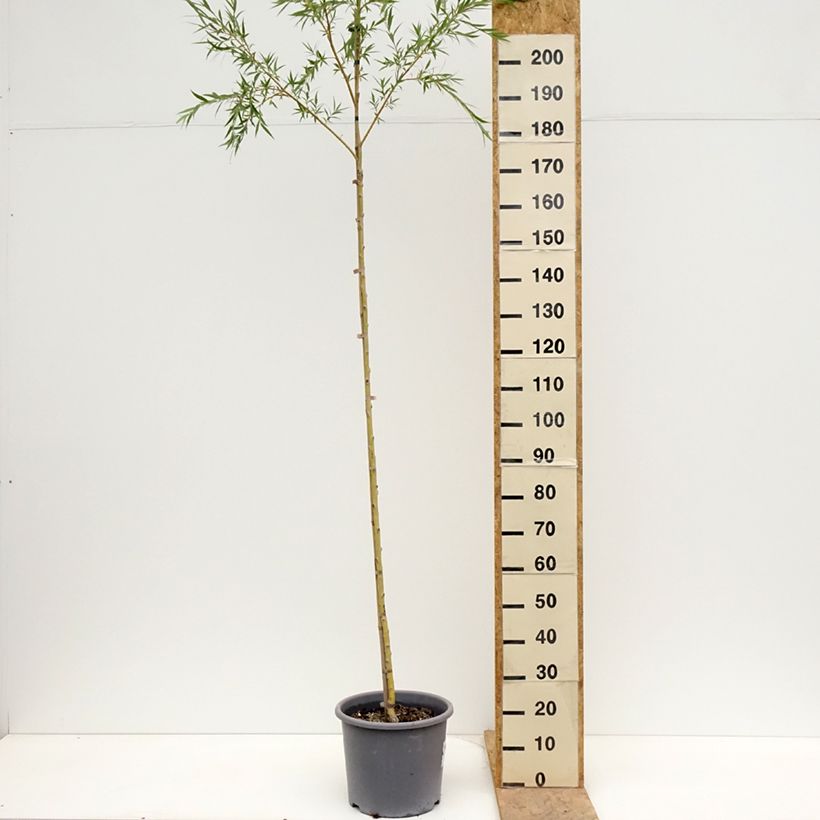 Salix alba Tristis - Salice bianco Vaso da 12L/15L, Astone alto esemplare consegnato in primavera