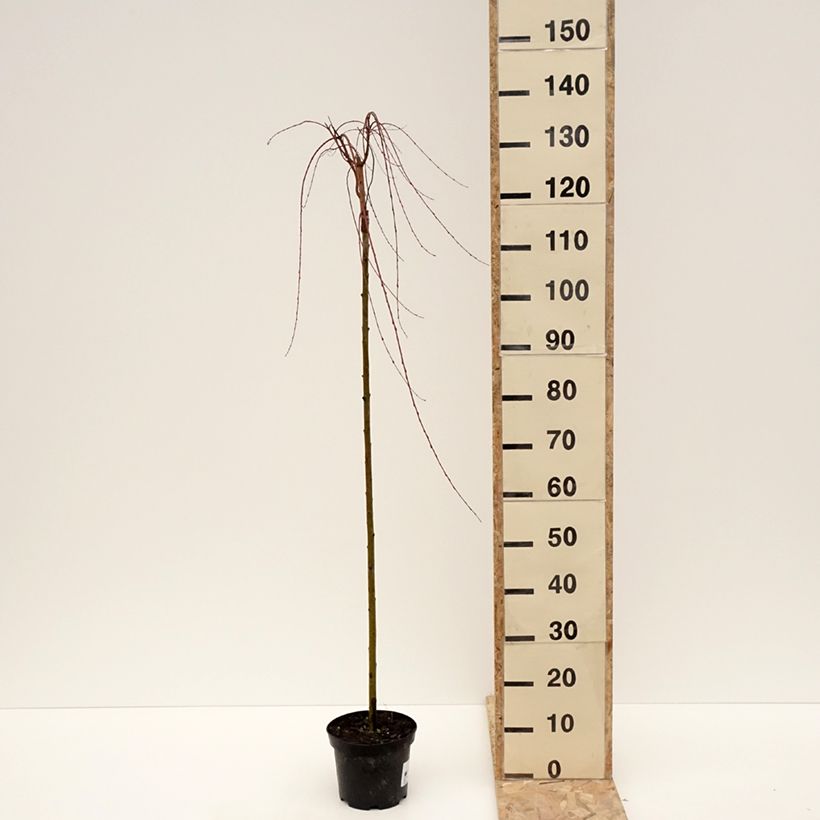 Salix integra Pendula Vaso da 3L/4L, Vaso impalcato esemplare consegnato in inverno