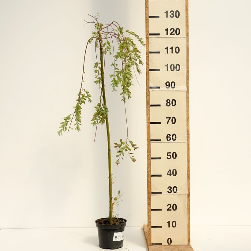 Esemplare di Salix integra Pendula Vaso da 3L/4L, Vaso impalcato consegnato in estate