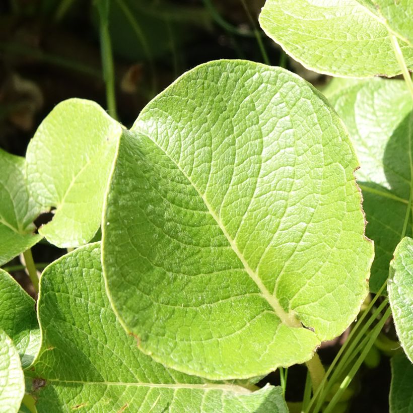 Salix kurilensis (Fogliame)