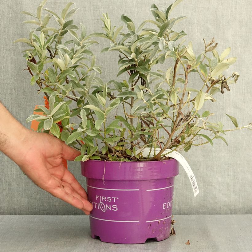 Esemplare di Salix candida Iceberg Alley Vaso da 3L/4L consegnato in estate