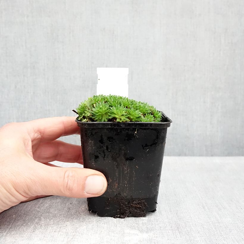 Esemplare di Saxifraga arendsii Compactum - Sassifraga Vasetto da 8/9 cm come consegnato in autunno