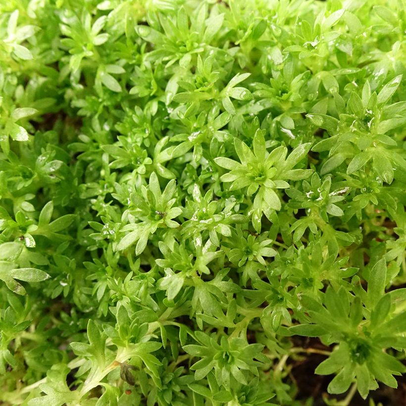 Saxifraga arendsii Compactum - Sassifraga (Foliage)