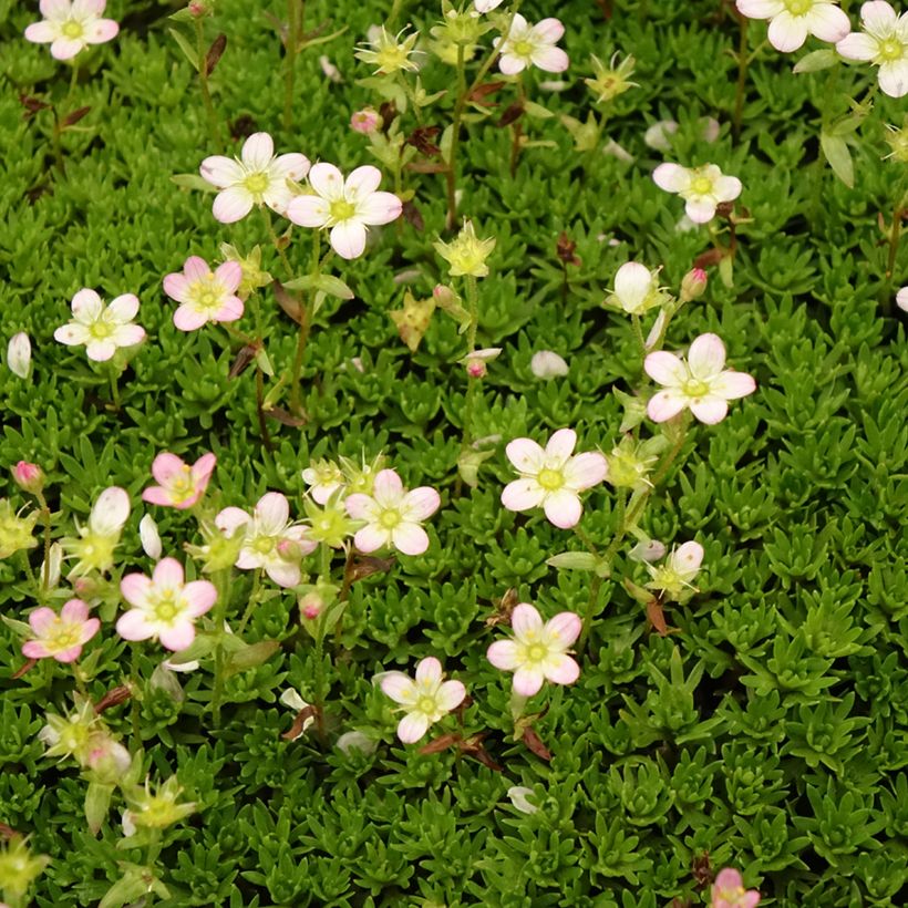 Saxifraga arendsii Compactum - Sassifraga (Flowering)