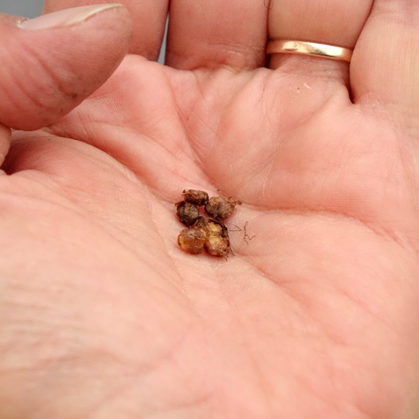 Example of Saxifraga granulata Flore Pleno - Sassifraga Bulbo taglia I as you get in printemps