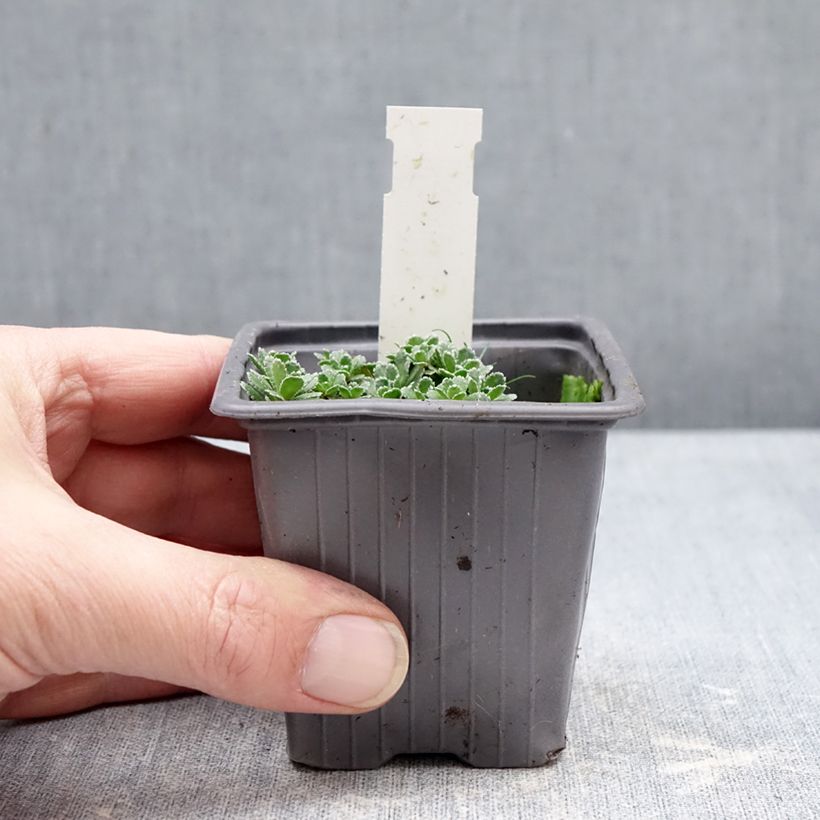 Example of Saxifraga paniculata var.minutifolia - Saxifrage Vasetto da 8/9 cm as you get in hiver