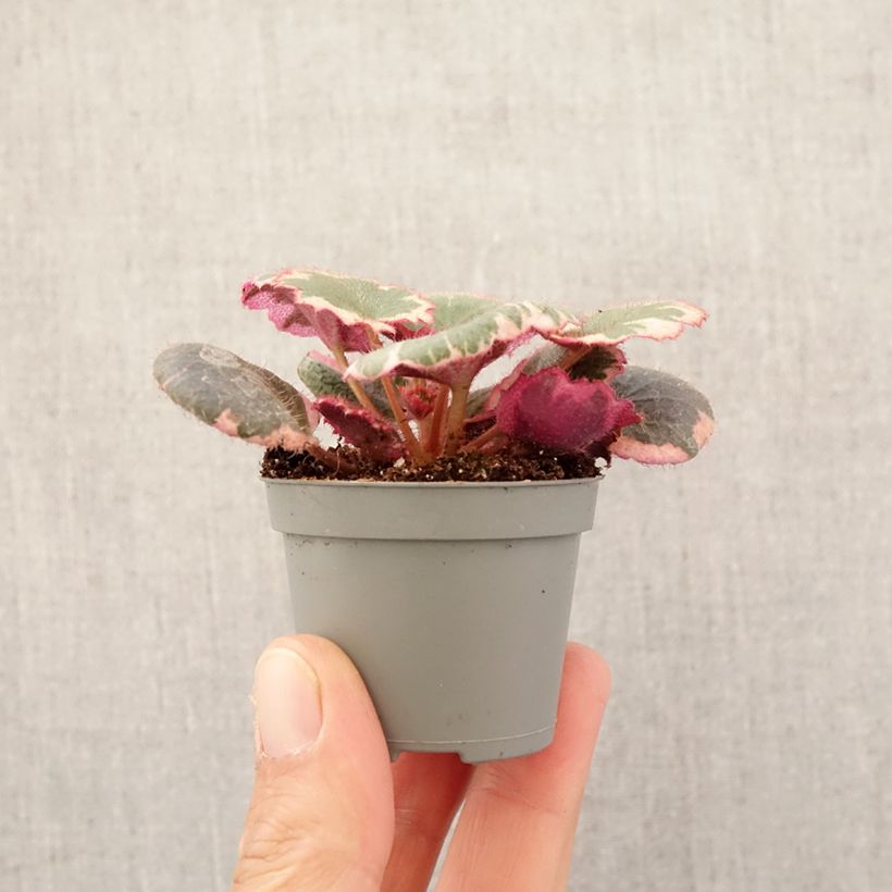 Saxifraga stolonifera Variegata mini-pianta esemplare consegnato in primavera