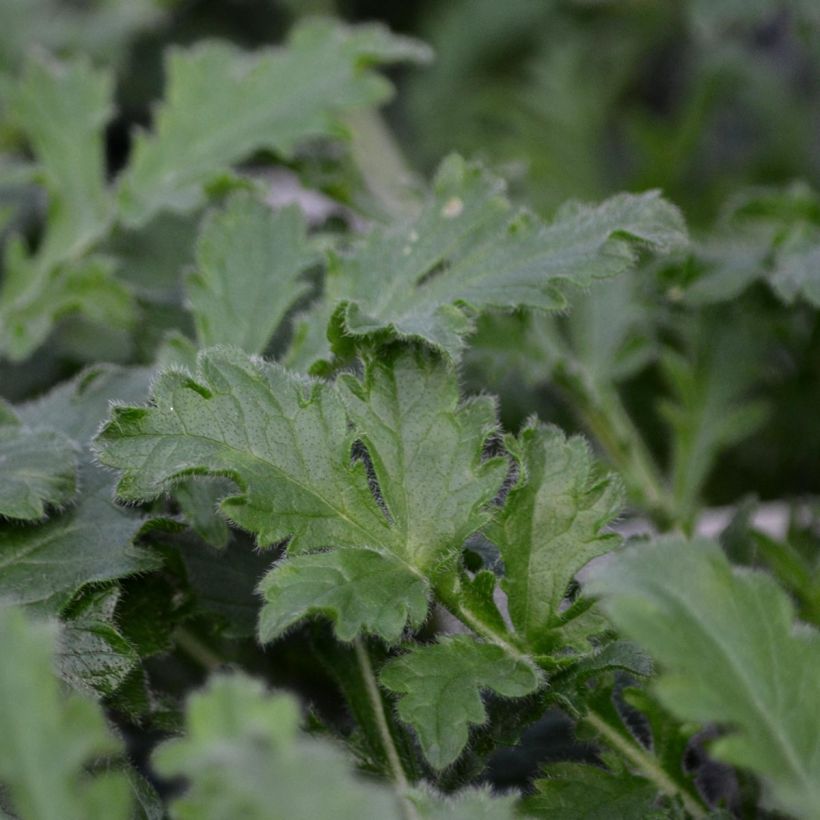 Scabiosa columbaria Pink Mist - Vedovina selvatica (Foliage)