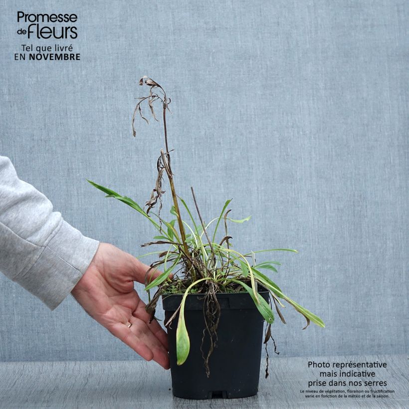 Esemplare di Scabiosa caucasica Alba Vaso da 2L/3L come consegnato in autunno