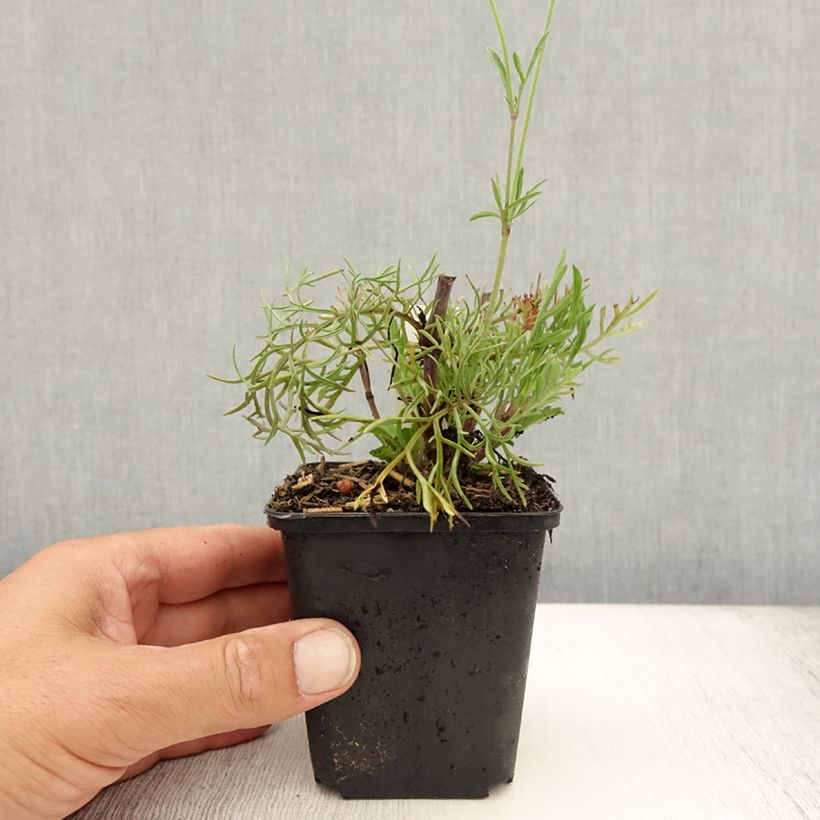 Esemplare di Scabiosa ochroleuca - Vedovina gialla Vasetto da 8/9 cm consegnato in estate