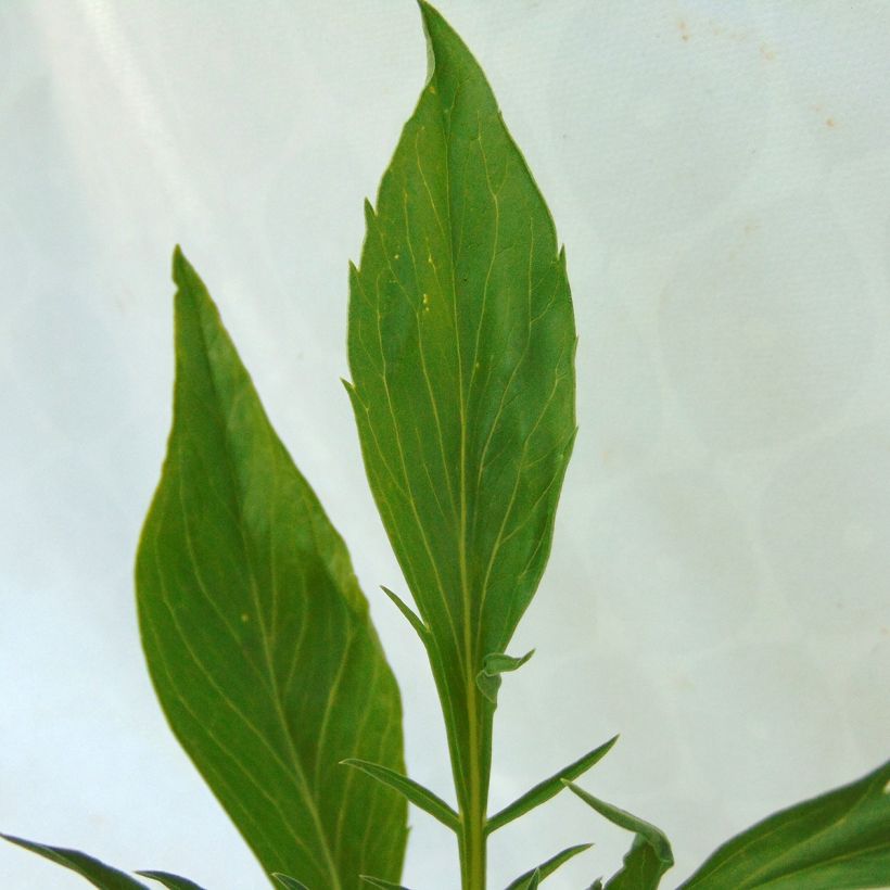 Scabiosa atropurpurea Cherry Vanilla Scoop (Fogliame)