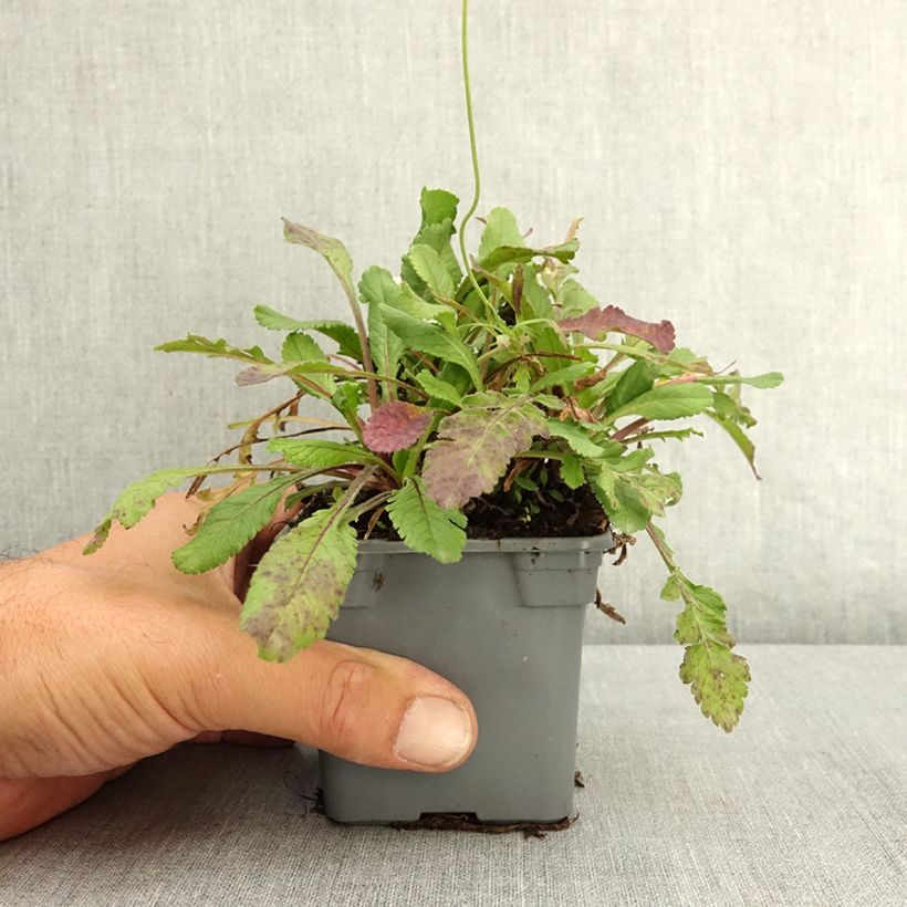 Esemplare di Scabiosa Nova Dew Drops Vasetto da 8/9 cm consegnato in estate