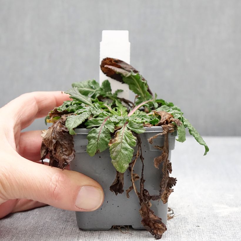 Scabiosa Nova Dew Drops - Scabieuse Vasetto da 8/9 cm esemplare consegnato in inverno