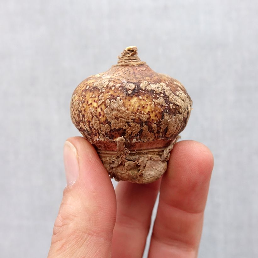 Scadoxus multiflorus subsp multiflorus Bulbo taglia 16+ esemplare consegnato in primavera