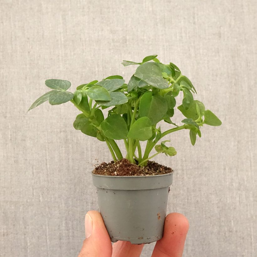 Schefflera arboricola mini-pianta esemplare consegnato in primavera