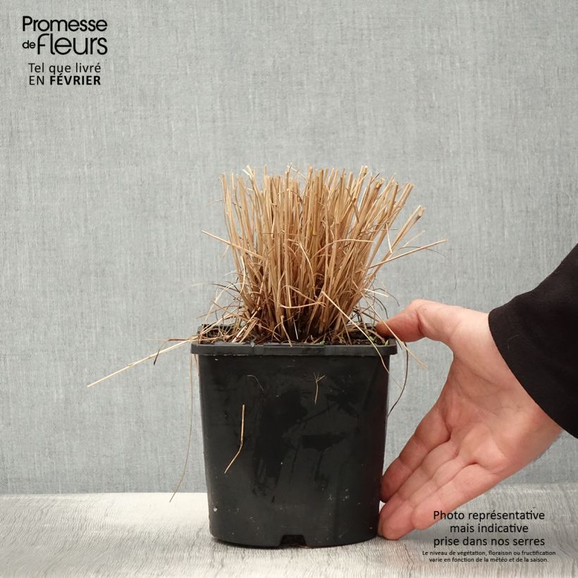 Schizachyrium Colorado - Herbe à balais Pot de 2L/3L esemplare consegnato in inverno