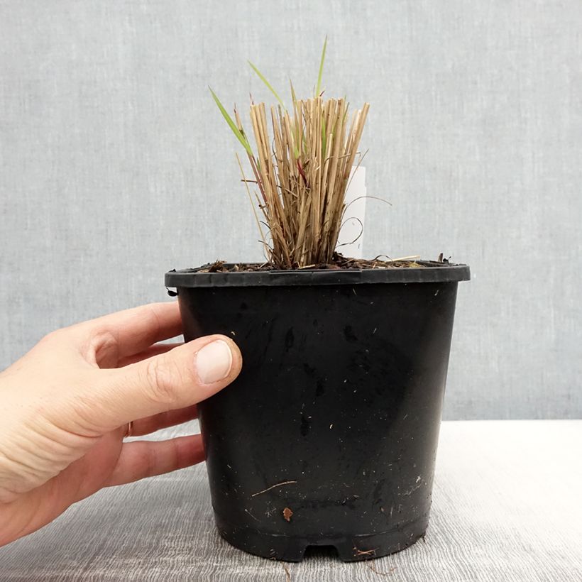 Example of Schizachyrium scoparium Colorado Vaso da 2L/3L as you get in printemps
