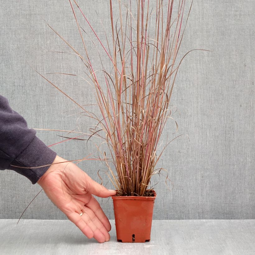 Esemplare di Schizachyrium scoparium Blue Heaven Vasetto da 8/9 cm come consegnato in autunno