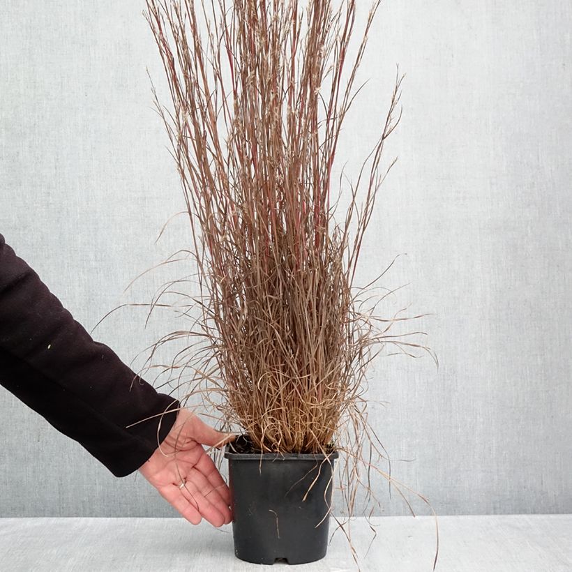Esemplare di Schizachyrium scoparium Chameleon Vaso da 2L/3L come consegnato in autunno