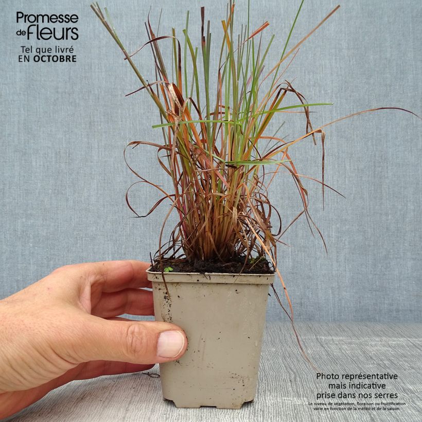 Esemplare di Schizachyrium scoparium Prairie Blues Vasetto da 8/9 cm come consegnato in autunno