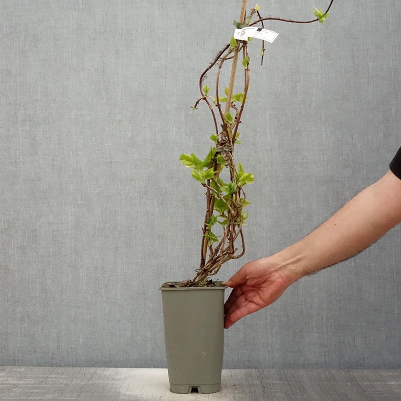 Schizophragma hydrangeoides Burst of Light Vaso da 2L/3L esemplare consegnato in primavera