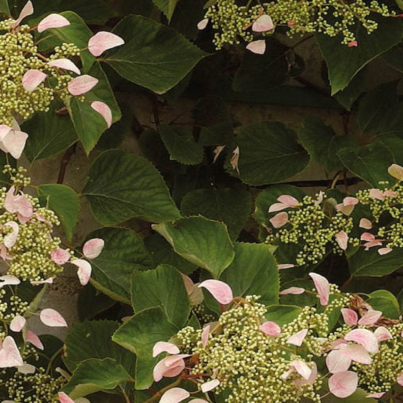Schizophragma hydrangeoides Rose Sensation (Foliage)