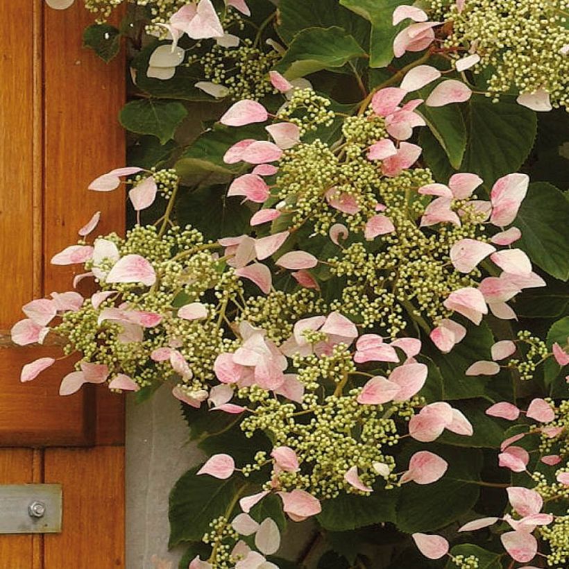 Schizophragma hydrangeoides Rose Sensation (Flowering)