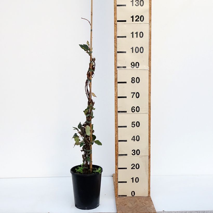 Example of Schizophragma hydrangeoides Rose Sensation Vaso da 6L/7L as you get in automne