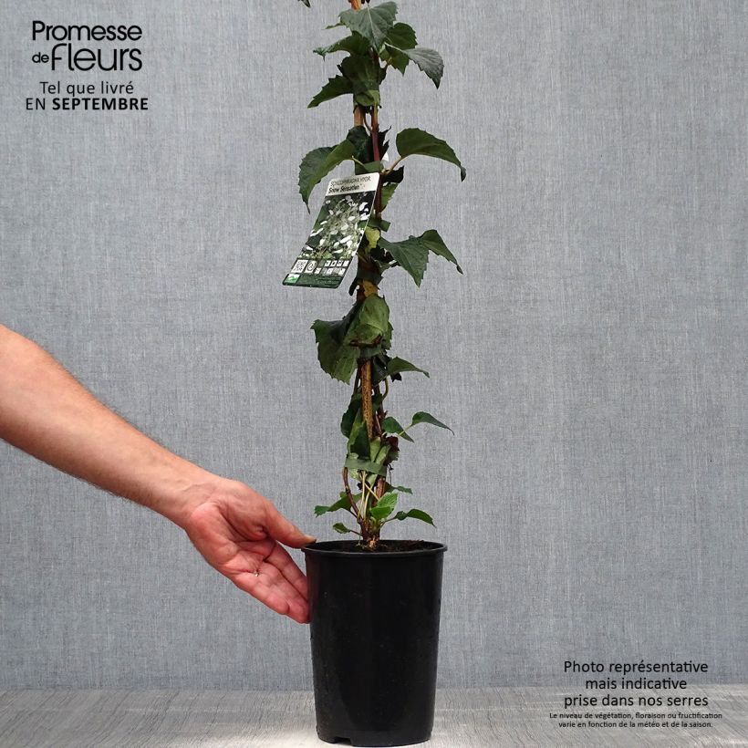 Esemplare di Schizophragma hydrangeoides Snow Sensation - Faux hortensia grimpant Pot de 3L/4L come consegnato in autunno