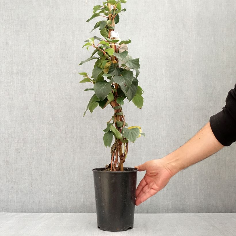 Esemplare di Schizophragma hydrangeoides Snow Sensation Vaso da 3L/4L consegnato in estate