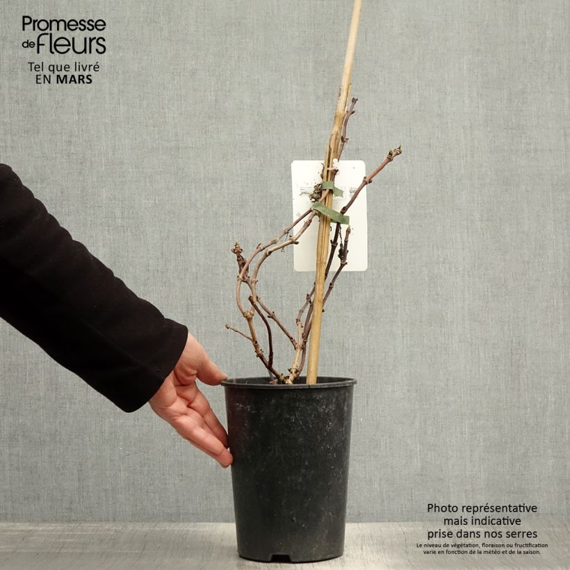 Example of Schizophragma hydrangeoides Snow Sensation Vaso da 3L/4L as you get in printemps