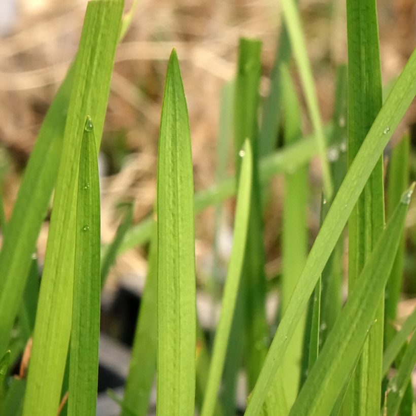 Schizostylis coccinea (Fogliame)