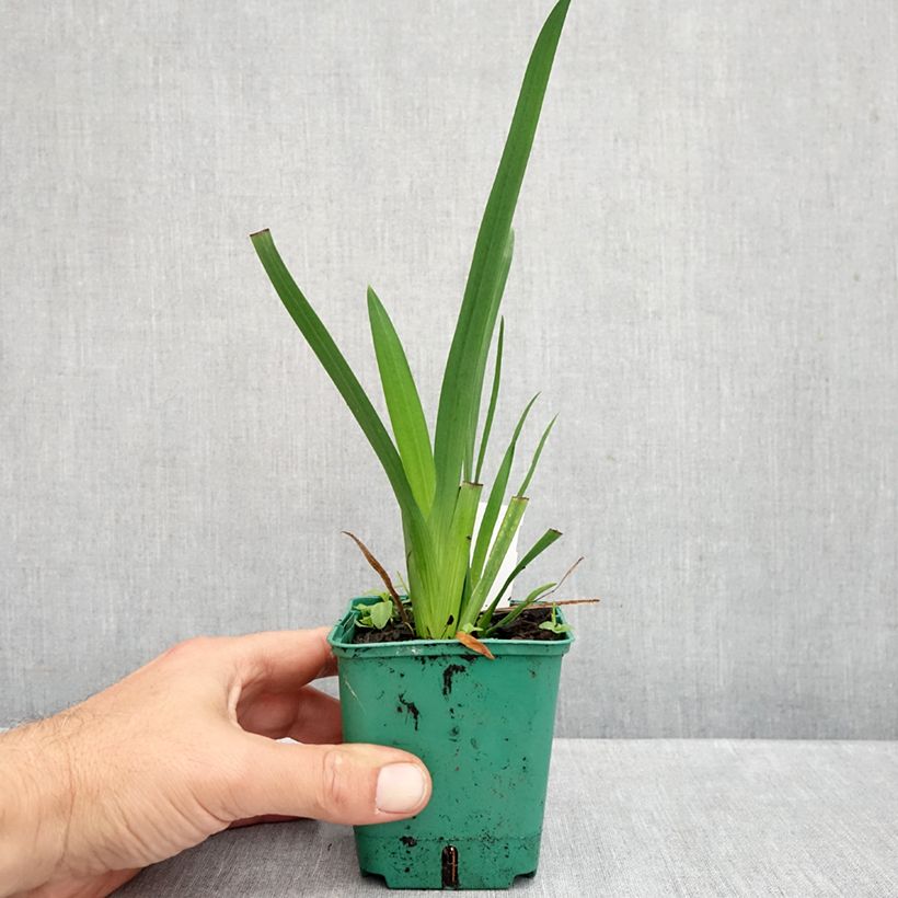 Esemplare di Schizostylis coccinea Rosea Vasetto da 8/9 cm come consegnato in autunno