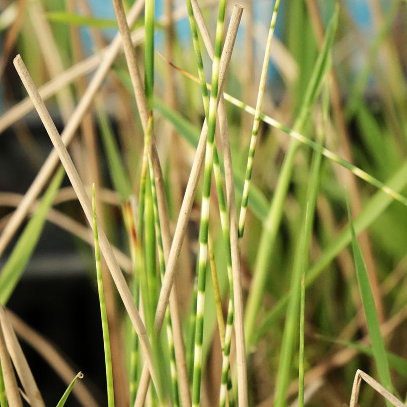 Schoenoplectus lacustris subsp tabernaemontani Zebrinus (Fogliame)