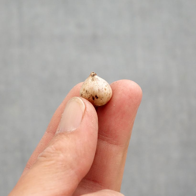 Scilla bifolia Rosea - Scilla silvestre Bulbo taglia 4+ esemplare consegnato in primavera