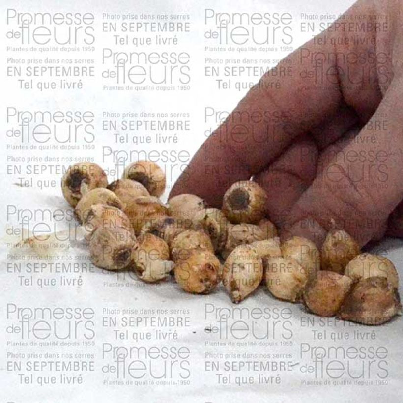 Esempio di esemplare Scille bifolia Bulbe calibre 4+ come consegnato