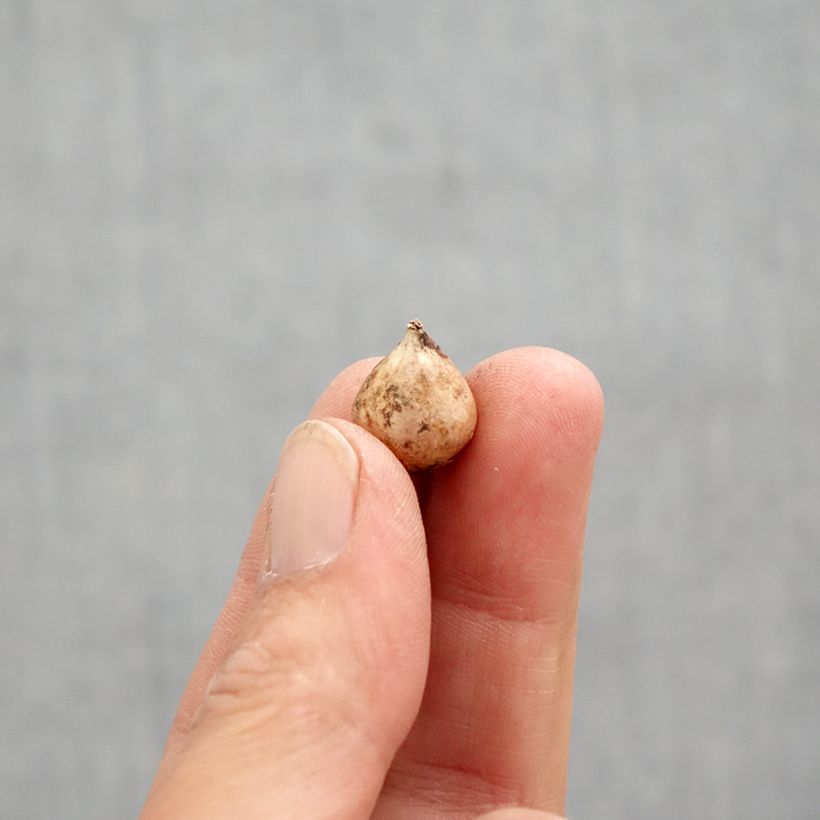 Scilla bifolia - Scilla silvestre Bulbo taglia 4+ esemplare consegnato in primavera