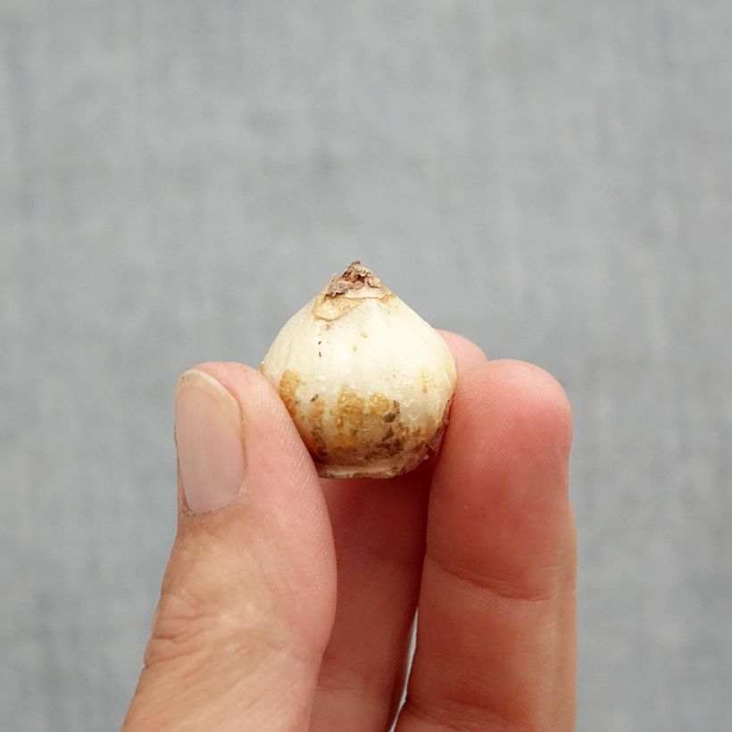 Scilla siberica Alba - Falso giacinto Bulbo taglia 8+ esemplare consegnato in primavera