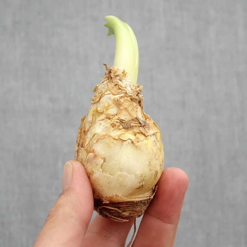 Scilla peruviana White Moon - Scilla maggiore Bulbo taglia 16+ esemplare consegnato in primavera