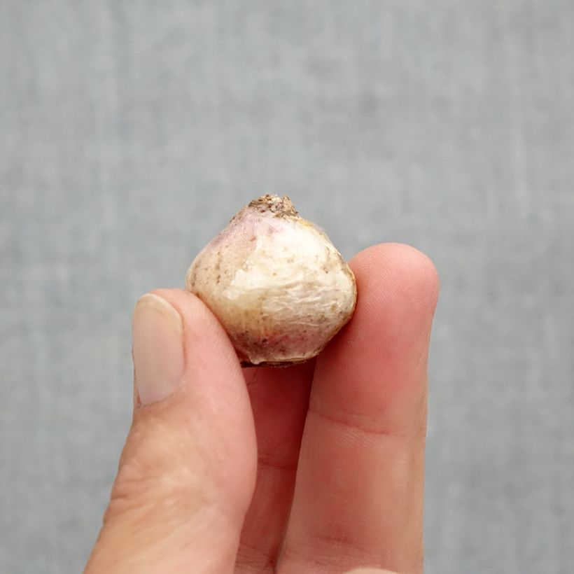 Scilla mischtschenkoana Tubergeniana Bulbo taglia 8+ esemplare consegnato in primavera