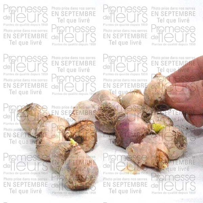 Esempio di esemplare Scille de Sibérie - Scilla siberica Alba Bulbe calibre 8+ come consegnato
