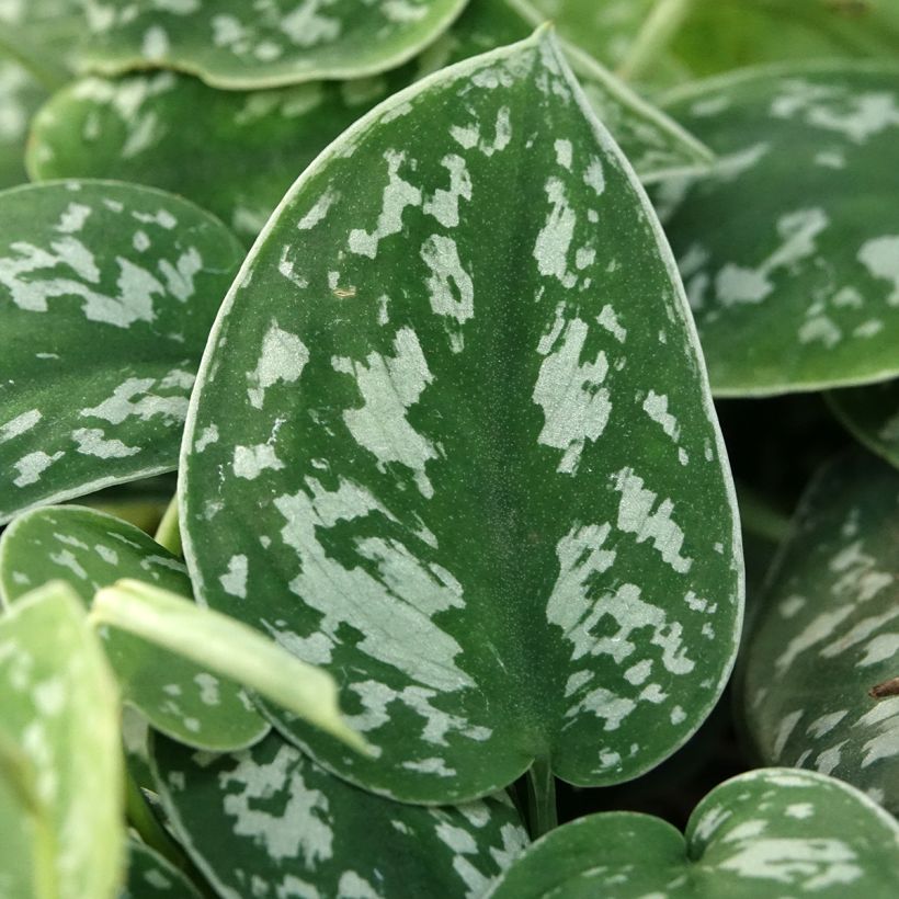 Scindapus pictus - Pothos (Fogliame)